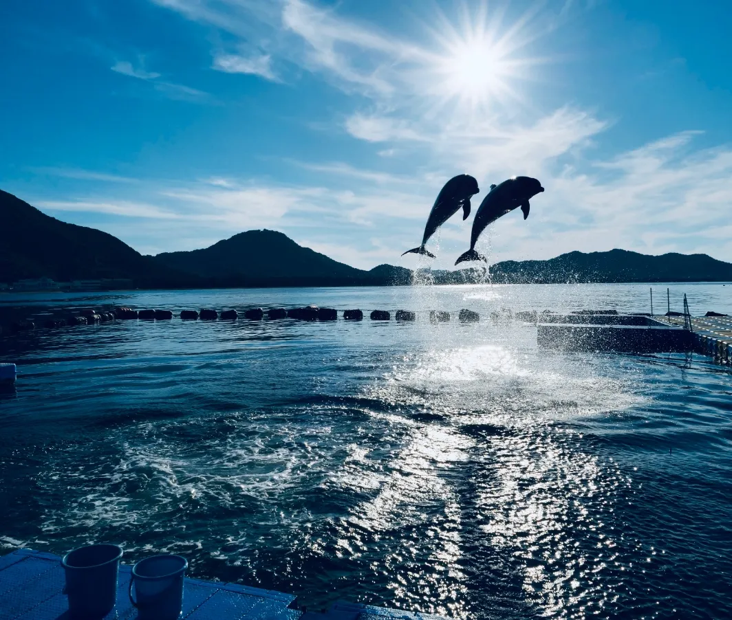 晴れた日に海から飛び上がる2匹のイルカの様子